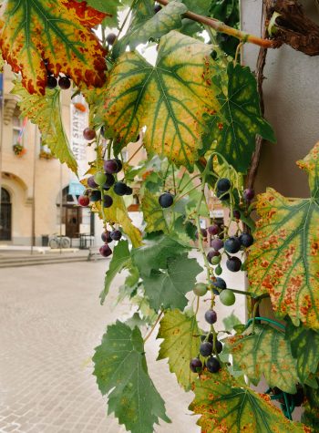 Slovenia Wine Regions: Discover Europe’s Best-Kept Secret!