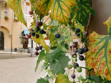 Vines in Ptuj