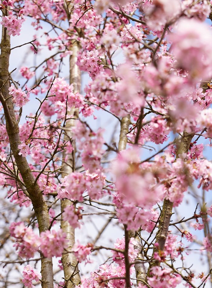 Day Trip To Kew Gardens, London | Ultimate Guide By A Local