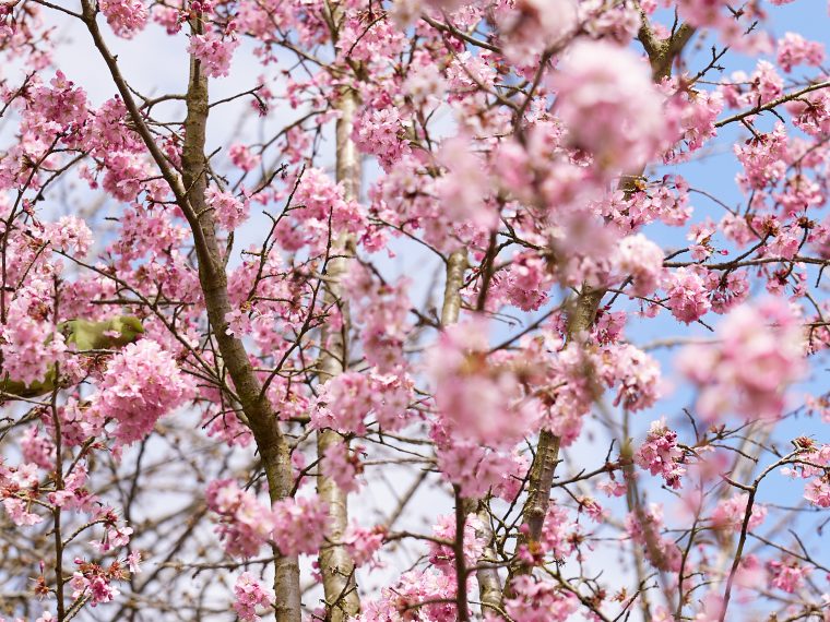 Flowers in Kew Gardens
