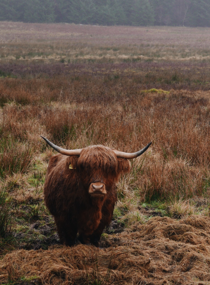 The Ultimate Scottish Highlands Holiday: 10 Must-Visit Places for a Trip of a Lifetime!