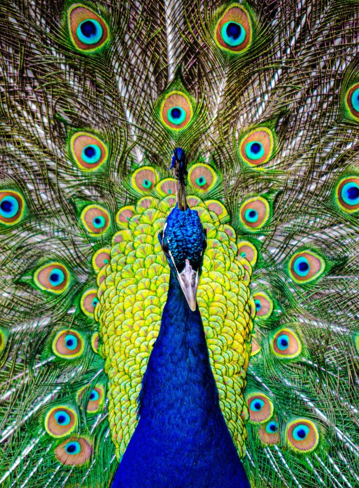 Best Places to Spot Peacocks in London