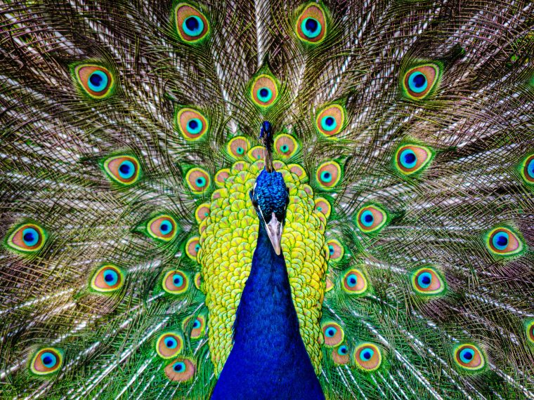 Peacocks in London: Holland Park
