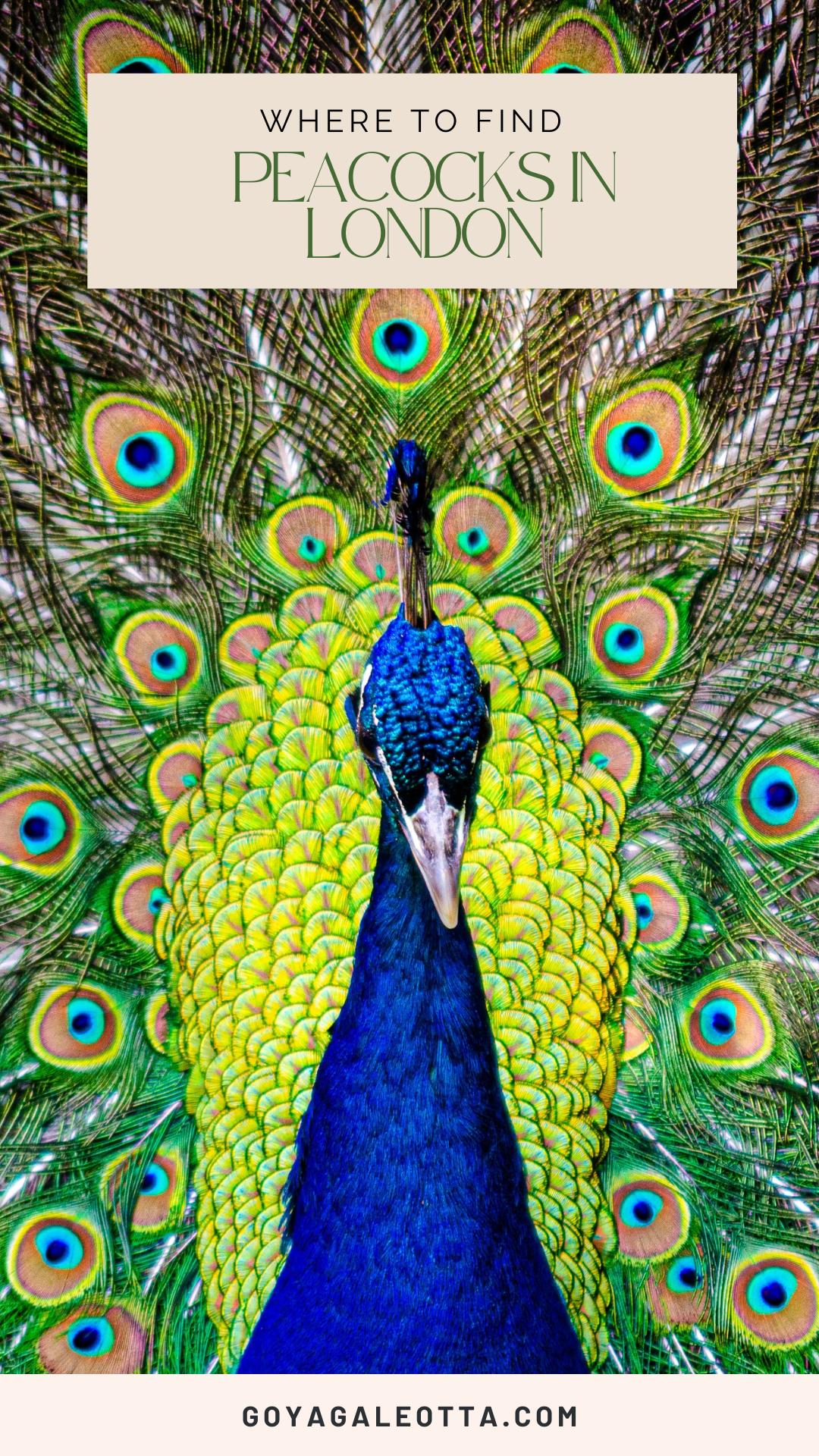 Peacocks London Pin