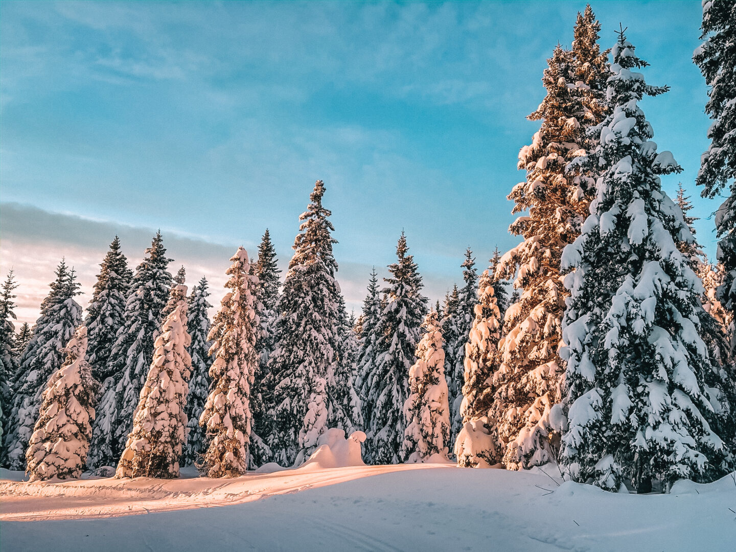 Snow-covered trees in Rogla, Slovenia