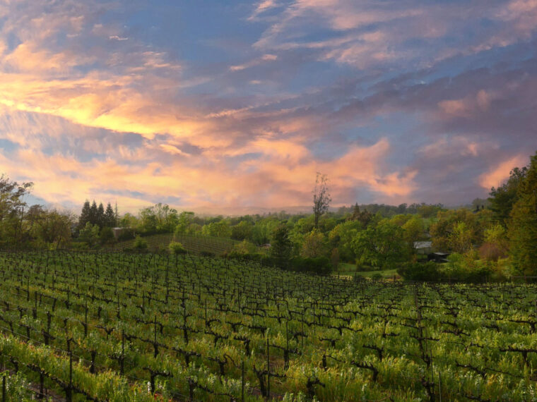 A Vineyard in California