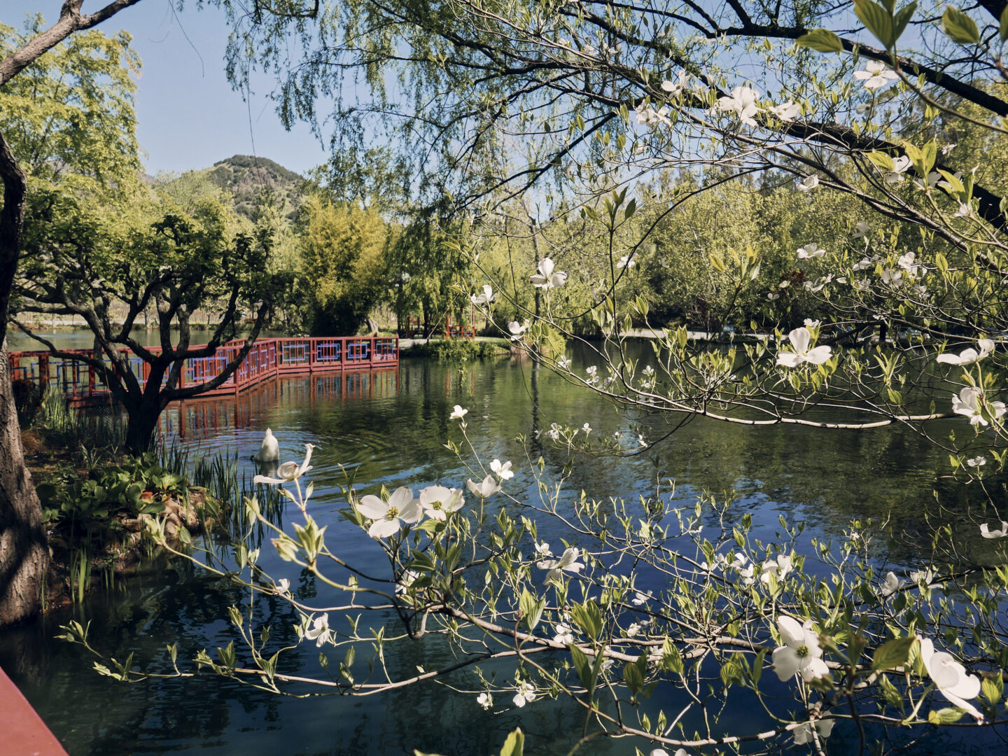 Beautiful View of Chateau Montelena Grounds