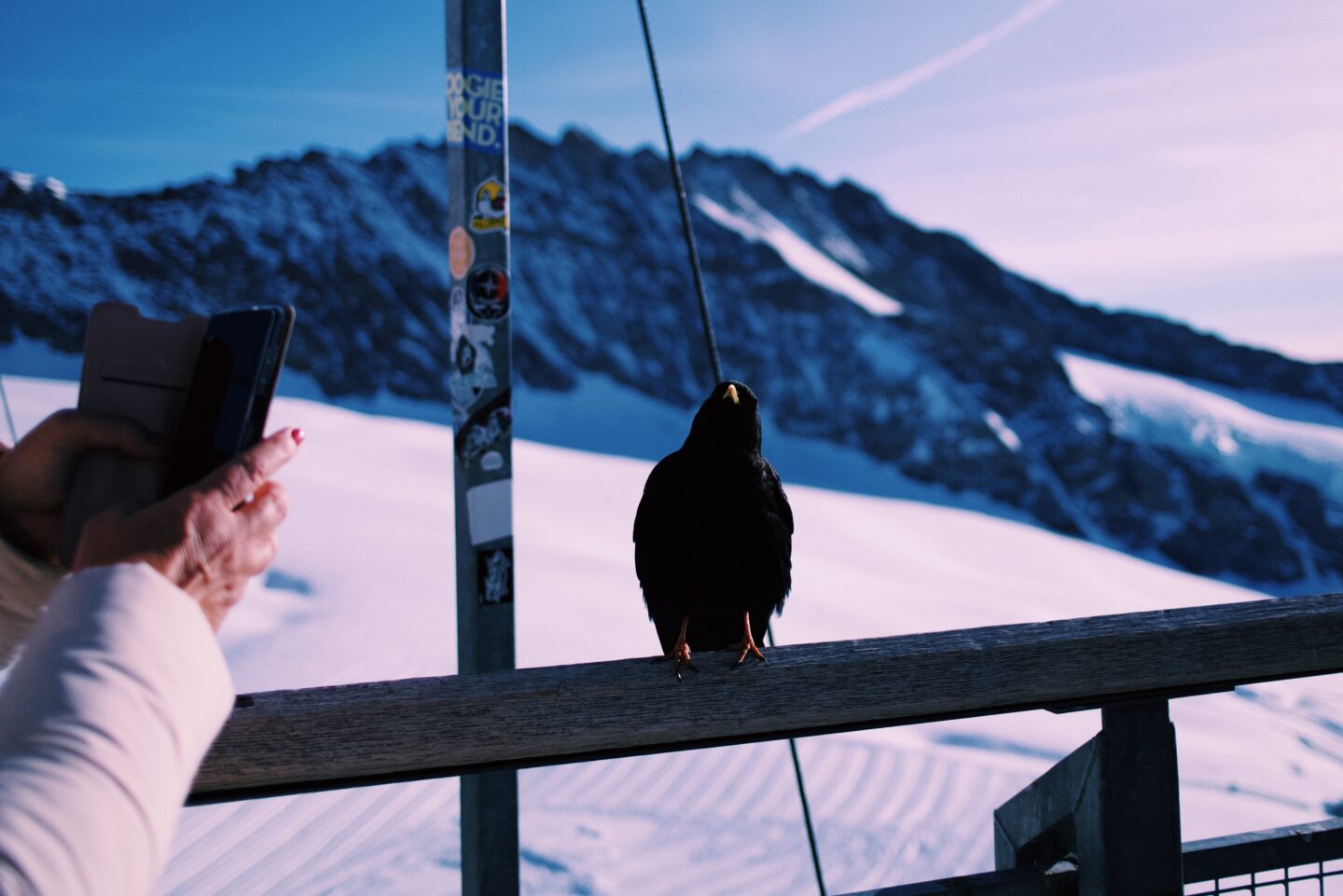 Alpine Chough at Jungfrau, Top of Europe