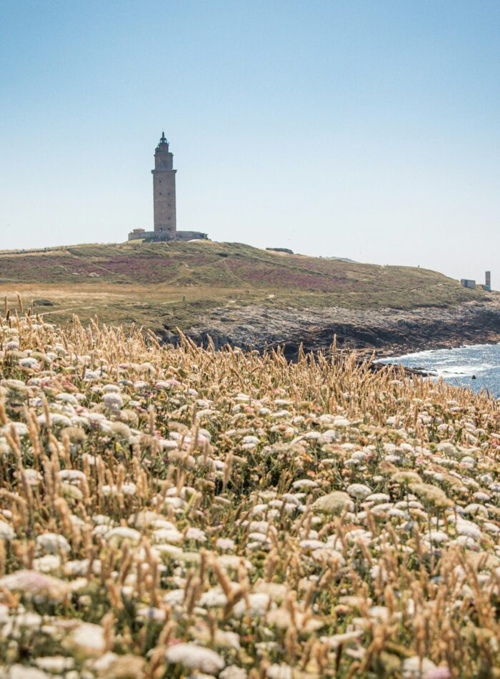 A scenic coastal view of the Tower of Hercules in A Coruña, Spain, standing atop a grassy hill overlooking the Atlantic Ocean. In the foreground, wildflowers and tall golden grasses sway in the breeze, adding depth to the sunlit landscape. The deep blue sea stretches to the horizon under a clear sky, enhancing the tranquil and picturesque setting.