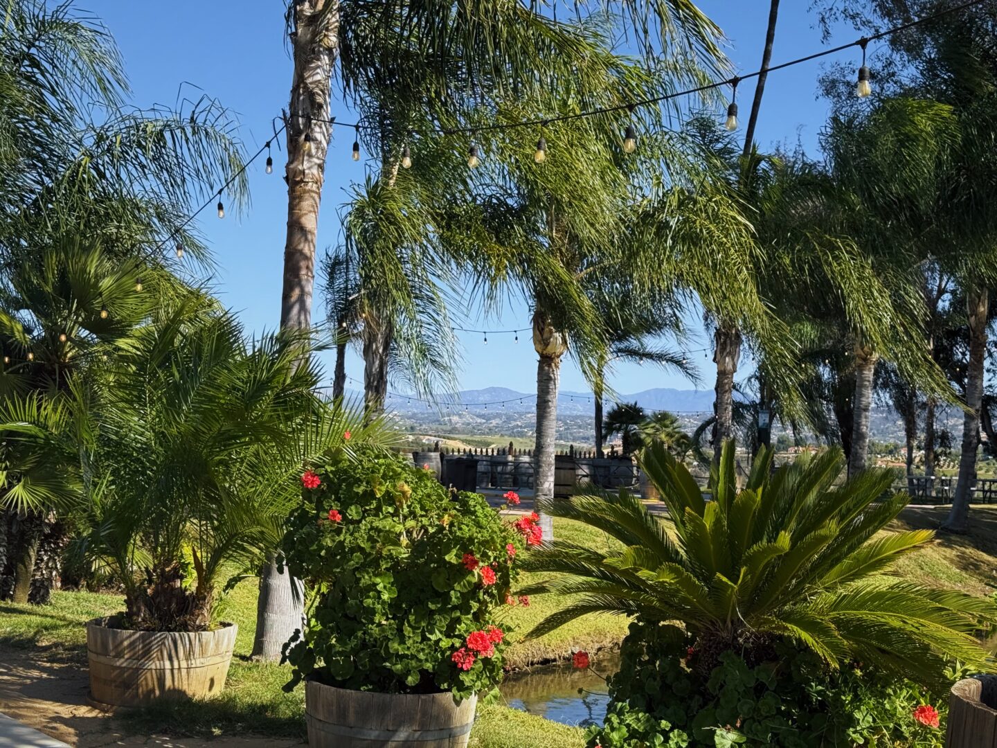 Garden at Bella Vista winery in Temecula in winter with palm trees, string lights, and wooden barrel planters filled with red flowers. A small pond and distant hills create a calm scenic backdrop for the outdoor space.